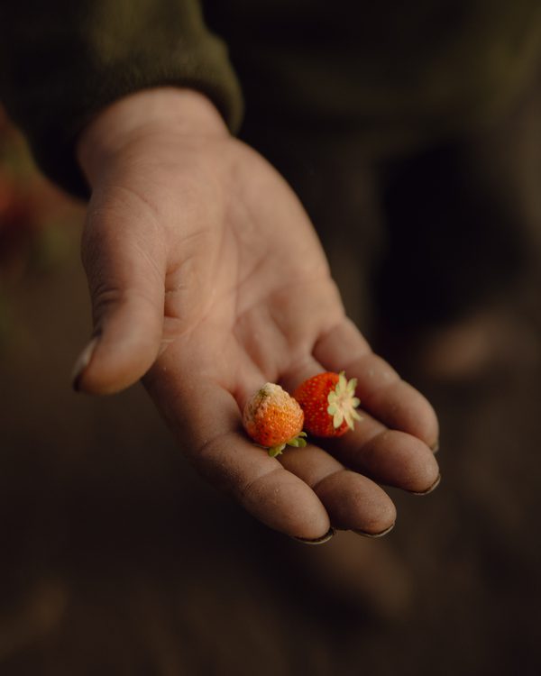 Hugo's strawberries