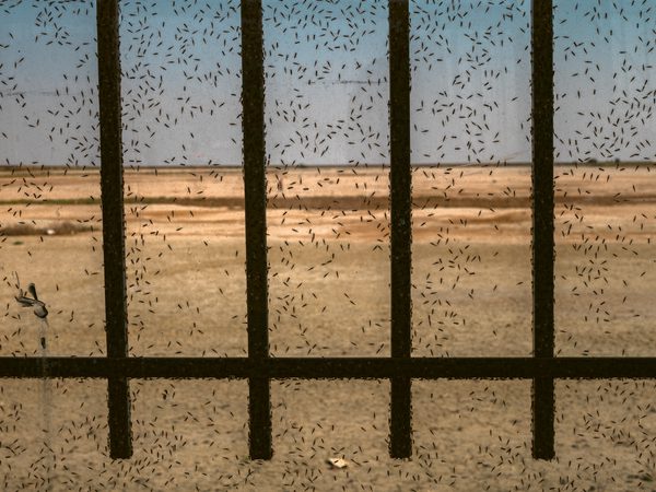 Thousands of white mosquitoes on a window frame of a restaurant around Lake Urmia.