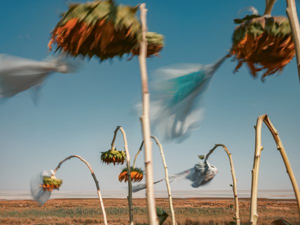 A field of sunflowers, some covered with plastic bags protecting them from the salt and dust storms that are generated in the exposed lake bed of Lake Urmia.